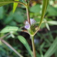 Hygrophila ringens (L.) R.Br. ex Spreng.